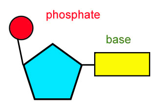 nucleotide