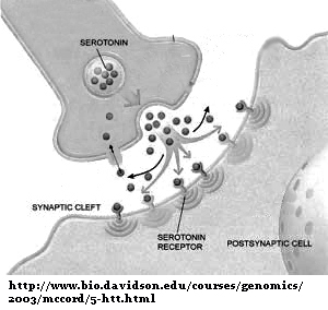 serotonin1 copy