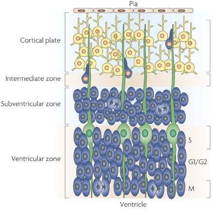 paraventricular_zone