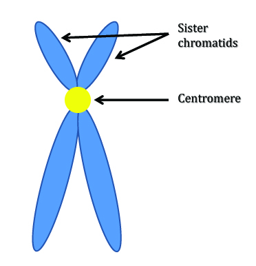 sister_chromatids