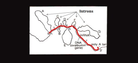 introns_1