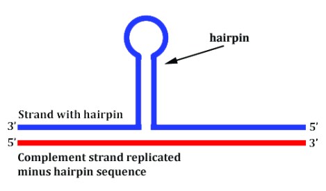 hairpin3