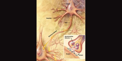 Chemical_synapse_schema_cropped