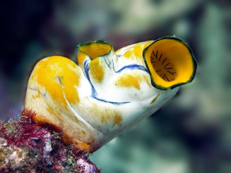 sea_squirt_polycarpa_aurata_img_4459