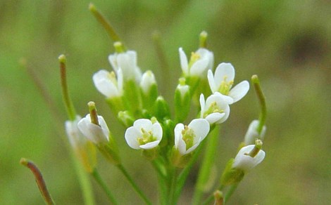 Arabidopsis_thaliana-zandraket02