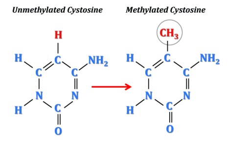 methylated_cytosine