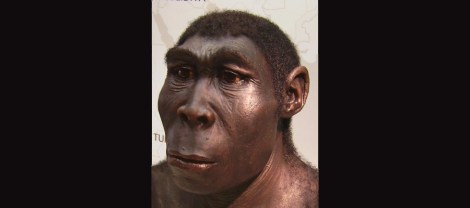 Homo_erectus_new