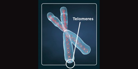 Telomeres
