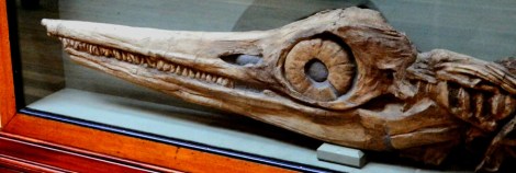 Anning's_Ichthyosaur
