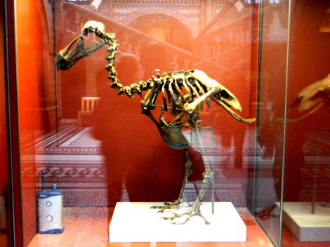 Dodo_Skeleton