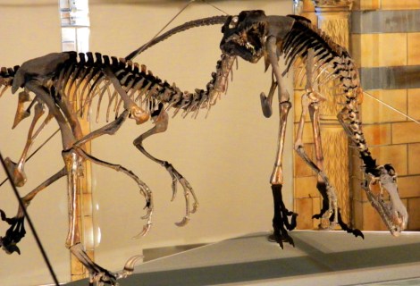 Dromaeosaurus