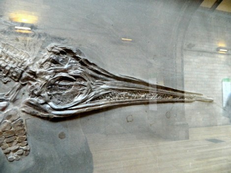 Ichthyosaurs_4