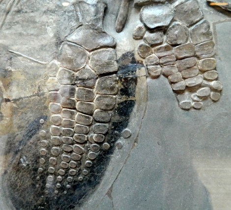 Ichthyosaurus_fin