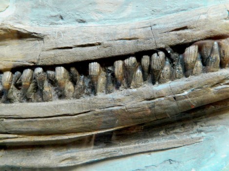 Ichthyosaurus_jaw