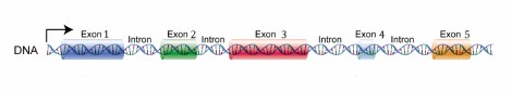 DNA_exons_introns