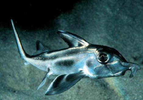 juvenile-elephant-shark-ken-hoppen