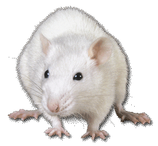 white_rat_big