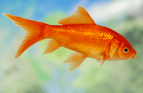 Screen Shot 2014-03-30 at 2.24.23 PM