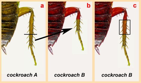 cockroach_illustration