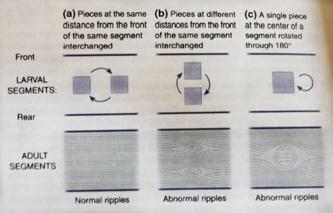 rc_epidermis_rhodinus