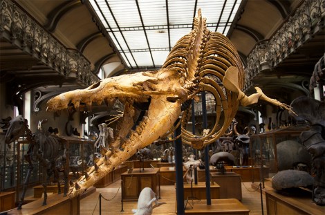 Cynthiacetus_peruvianus