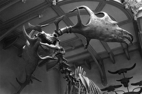 Irish_elk