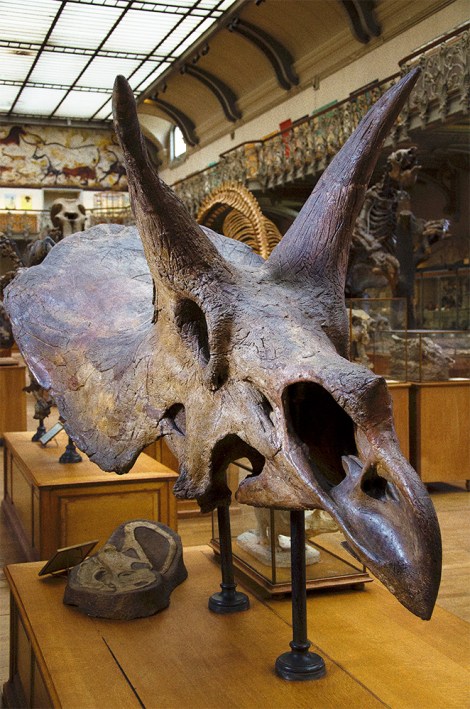 triceratops