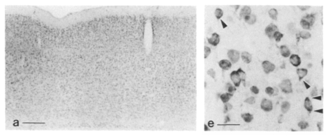 Screen Shot 2015-01-25 at 12.19.26 PM