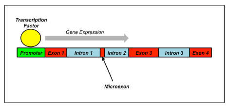 Microexon_illustration