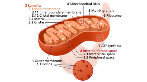 Mitochondrion_mini.svg