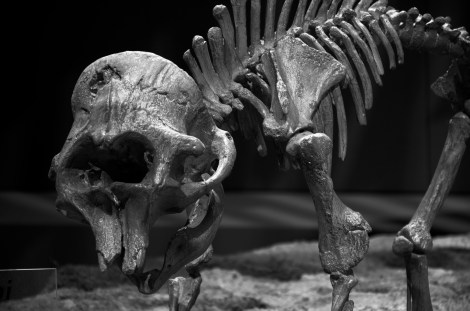 Baby_Mammuthus_columbi