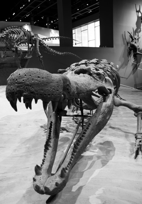 Deinosuchus_hatcheri