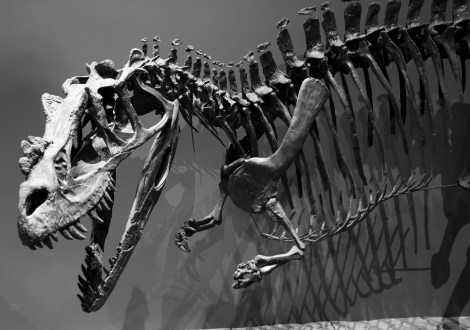 Marshosaurus_bicentesimus