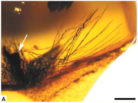 Screen Shot 2015-05-03 at 6.10.49 PM