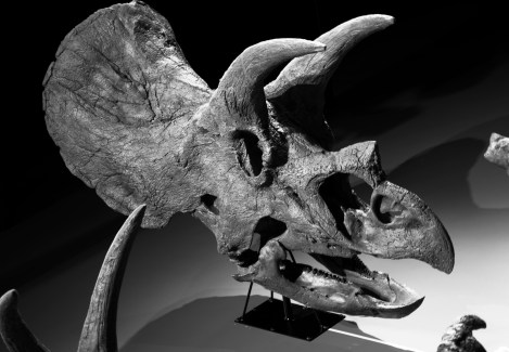 Triceratops