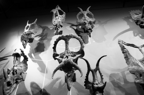 Triceratops_wall