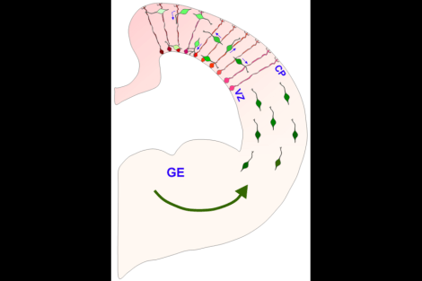 Interneuron-radial_glial_interactions_in_the_developing_cerebral_cortex