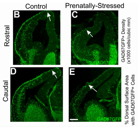 Screen Shot 2015-11-07 at 7.56.14 PM