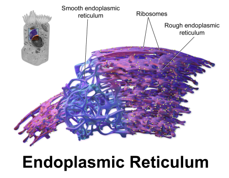 Blausen_0350_EndoplasmicReticulum.png
