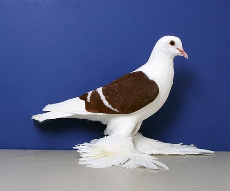 Saxon Shield, Red white bar, OC 854 , Steve Ball