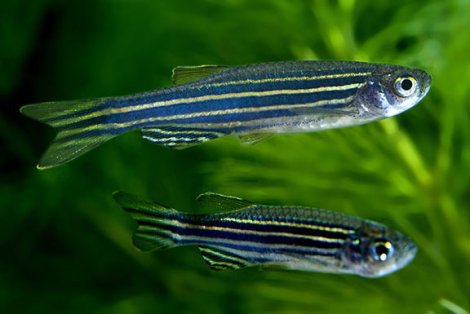 zebrafish.jpg