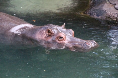 disney-animal-kingdom-hippo-7940