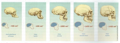skull_evolution.jpg