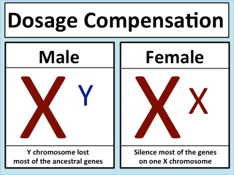 Dosage_compensation_mammals.jpeg