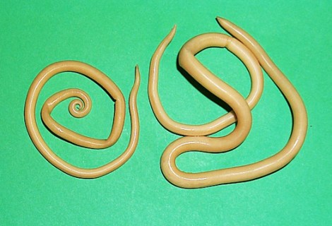 ascaris-male-and-female_1-13a9fth