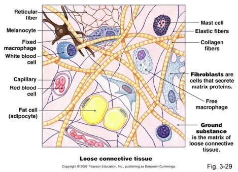 loose-connective-tissue-13wzc77