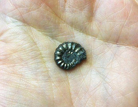 ammonite.JPG