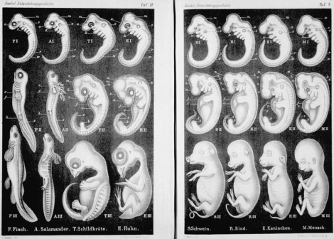 Ernst-Haeckels-illustration-of-the-vertebrate-phylotypic-stage-Notice-the-similarity.png